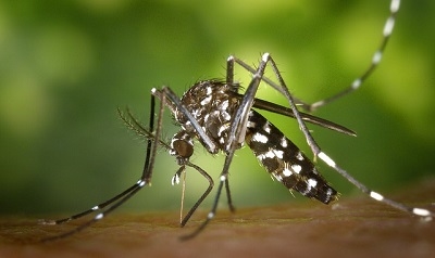 מידע בנושא מניעת מפגעי יתושים